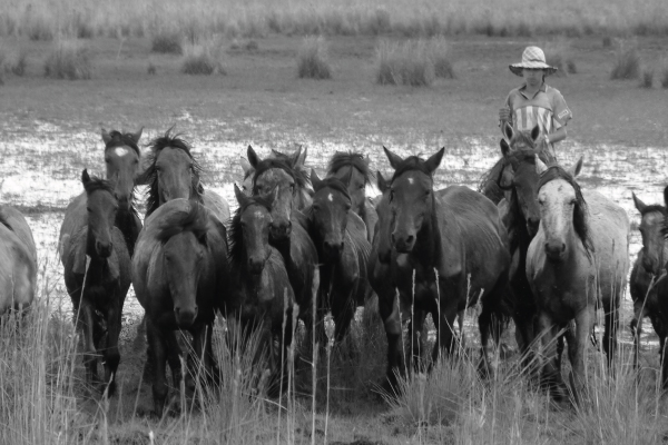 Cantos de trabajo del Llano