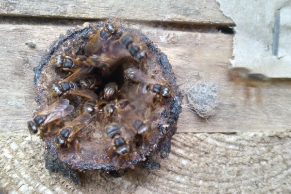 milenaria abejas